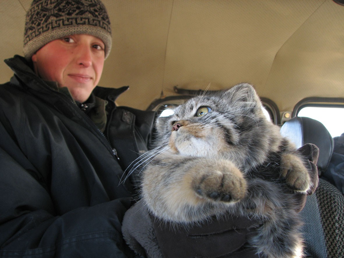 Hunting caused a major decline in manul cats’ population