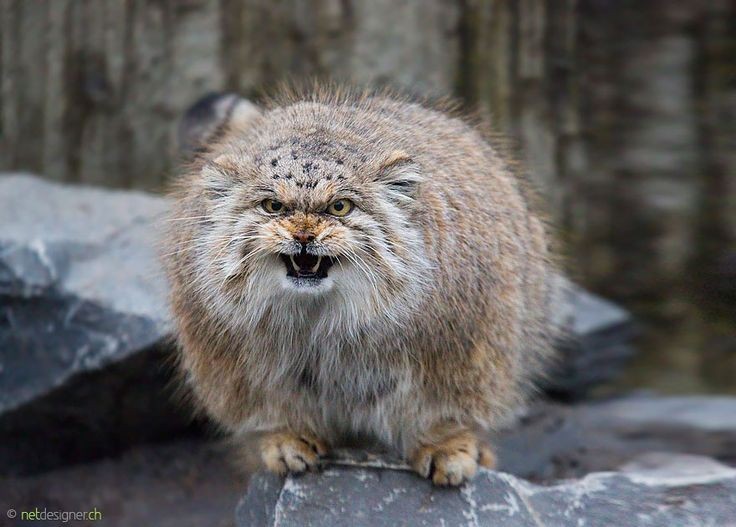 Manul cats are solitary