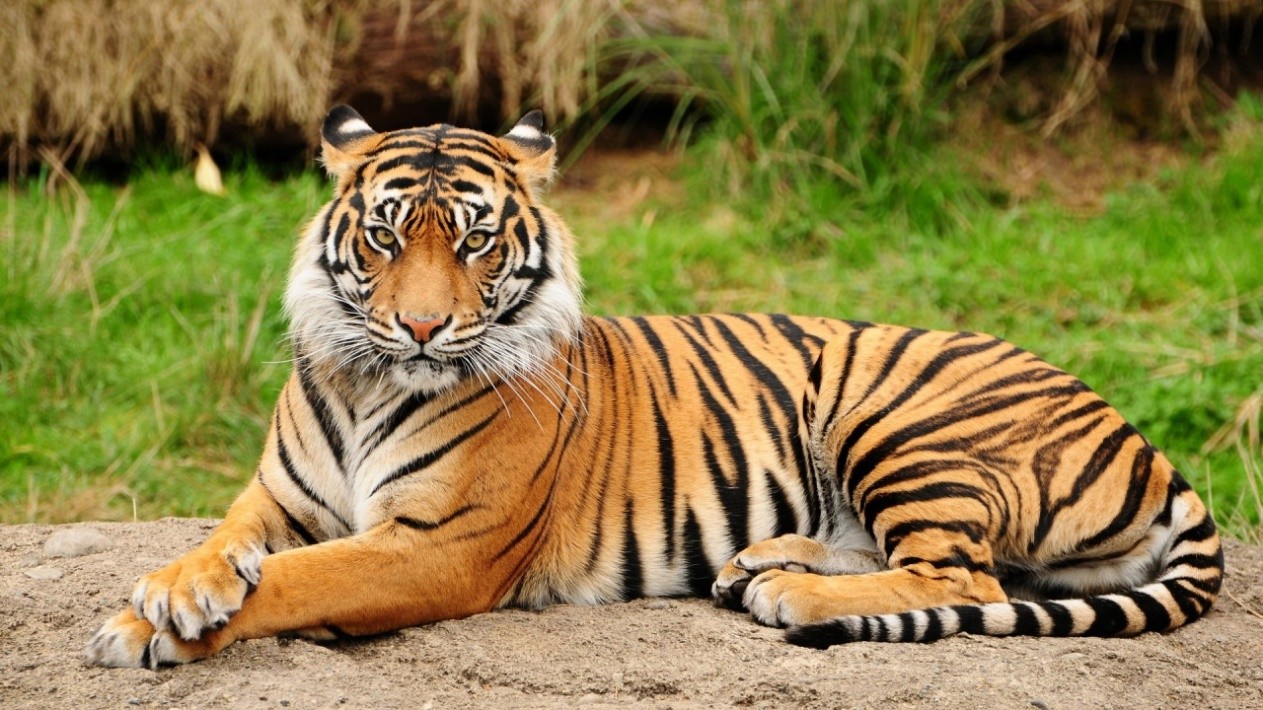 Save the Tigers Now, a global campaign