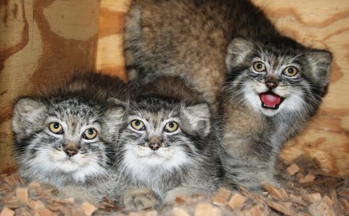 The cats’ breeding season is relatively short