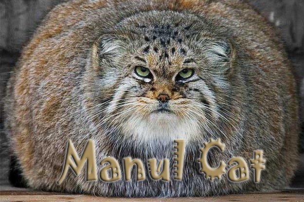 10 Interesting Facts About the Manul Cat